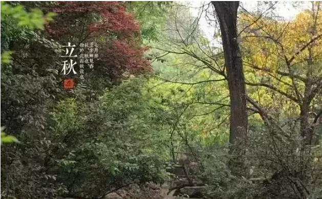ƻ